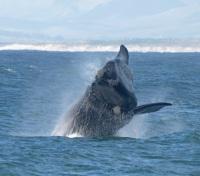 Whale Breaching near Hermanus